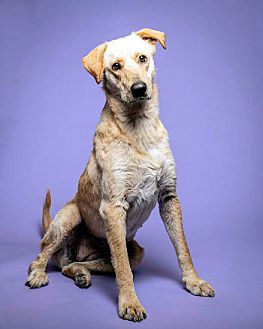 petsmart mange treatment