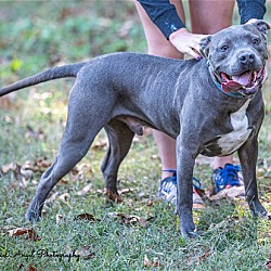 Photo of Kingston needs foster home (See Video)