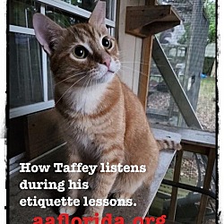 Thumbnail photo of Taffey #2