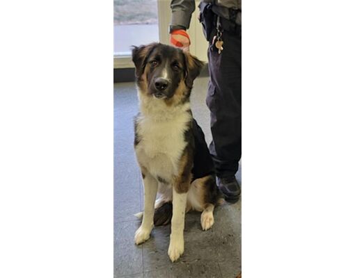 Casper, WY - Border Collie. Meet GEORGE a Pet for Adoption - AdoptaPet.com