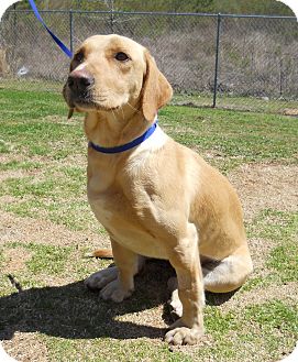 Lagrange Ga Labrador Retriever Meet Baird A Pet For Adoption