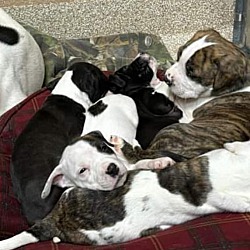 Photo of Puppy fosters