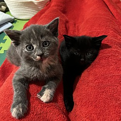 Photo of Ngo - Two Tortie Kittens