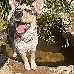 Thumbnail photo of Lilly - Husky/Cattle Dog mix! #2