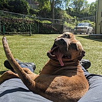 adopt a pet