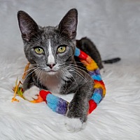adopt a pet