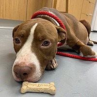 adopt a pet