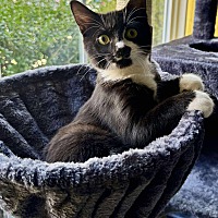 adopt a pet