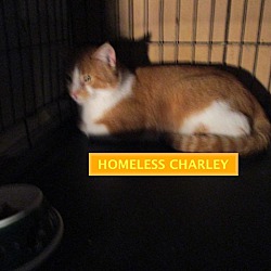 Thumbnail photo of Charley-adopted 2-09-19 #4