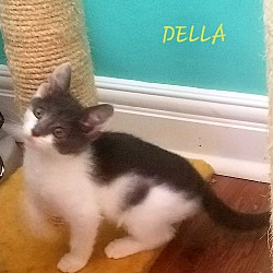 Thumbnail photo of DELLA #3
