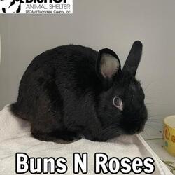 Photo of Buns N Roses