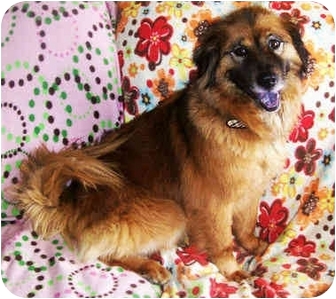 english shepherd chow mix