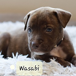 Thumbnail photo of Wasabi the Shepherd Mix #4