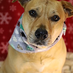 Thumbnail photo of Ginger #3
