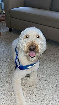 Rochester, NY - Goldendoodle. Meet Manhattan (Manny) a Pet for Adoption ...