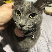 adopt a pet