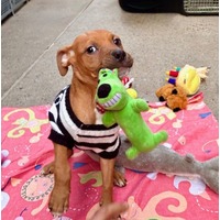 adopt a pet