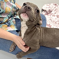 adopt a pet