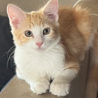 adopt-pet