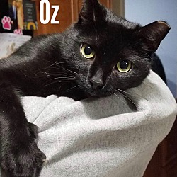 Thumbnail photo of Oria.Oz #2