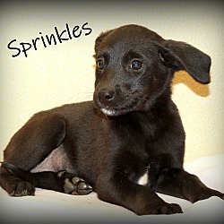 Thumbnail photo of Sprinkles ~ meet me! #1