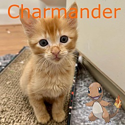 Photo of Charmander