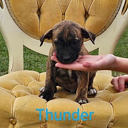 Thumbnail photo of Thunder #1
