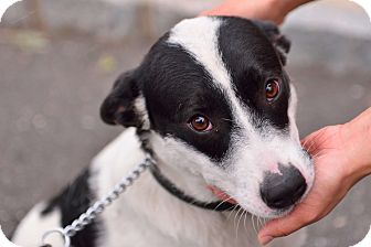 Oakland Gardens Ny Border Collie Meet Gabby A Pet For Adoption