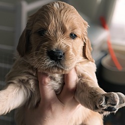Thumbnail photo of *Coquis Puppies - Rufus #3