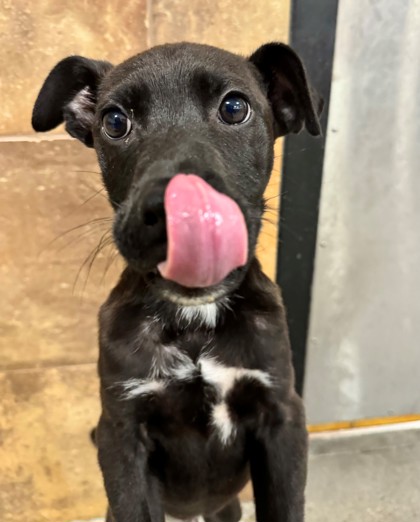 Petsmart hulen sales adoption center