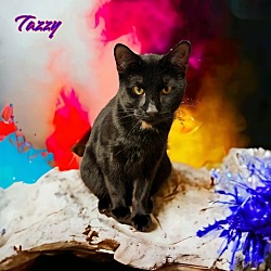 Thumbnail photo of Tazzy #4