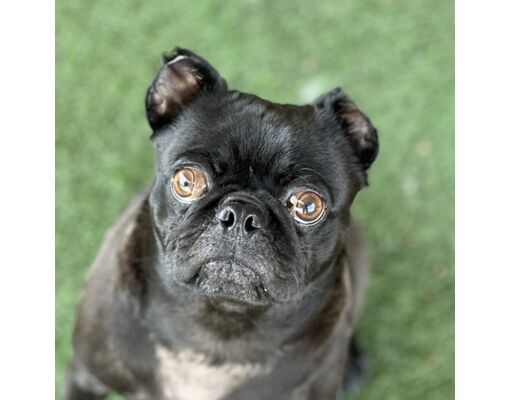 Sacramento, CA - Pug/Mixed Breed (Medium). Meet Finn a Pet for Adoption ...