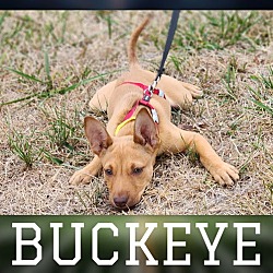 Thumbnail photo of Football Four - Buckeye #1