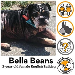 Thumbnail photo of Bella Beans #1