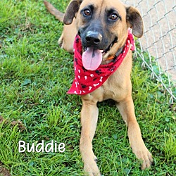 Thumbnail photo of Buddie #1