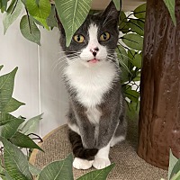 adopt a pet