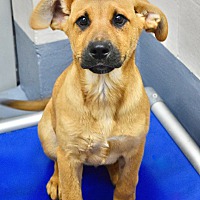 adopt a pet