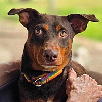 adopt a pet