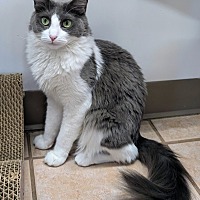 adopt-pet