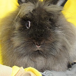Thumbnail photo of Bunny Fufu #2