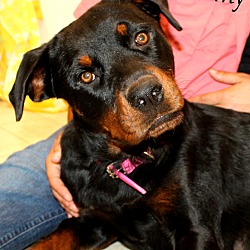 Thumbnail photo of Stormy~adopted! #3
