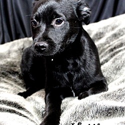Thumbnail photo of Hattie~adopted! #3
