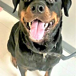 Photo of SADIE