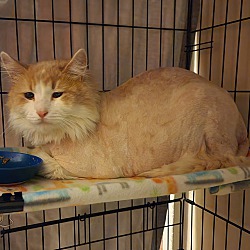 Photo of Papaya