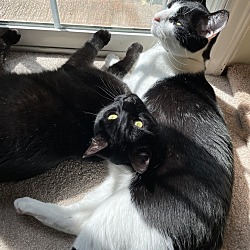 Photo of Buzz and Woody