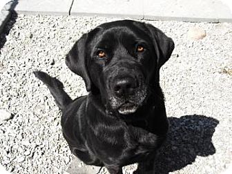 Barrie On Labrador Retriever Meet Marlee A Pet For Adoption