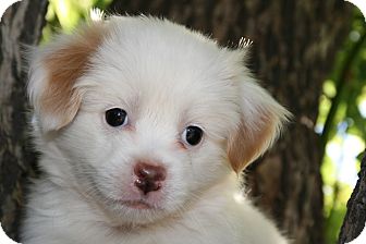 Van Nuys Ca Japanese Chin Meet Zack A Pet For Adoption Adoptapet Com