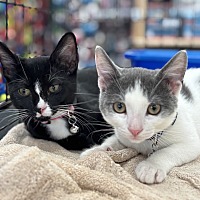 adopt a pet
