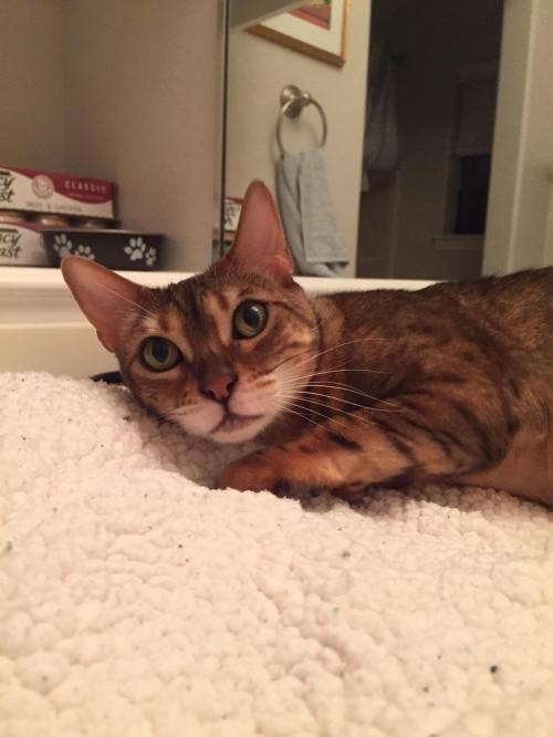Houston Tx Bengal Meet Becca Front Paw Declawed A Pet For