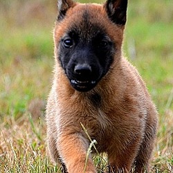 Photo of Belgian Malinois puppy